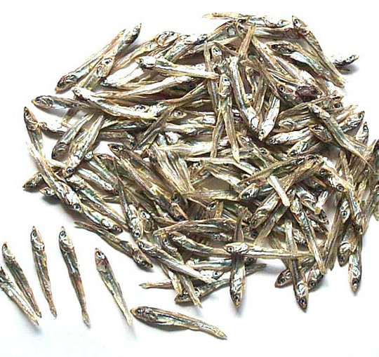 小銀魚(yú)